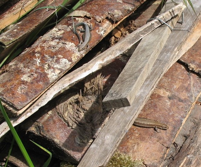 Lézard vivipare et des murailles